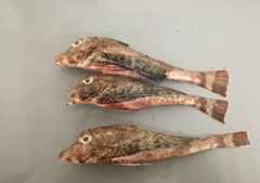 Prionotus albirostris