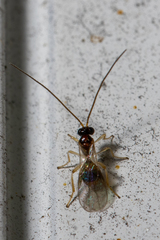 Braconidae