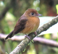 Myiobius villosus
