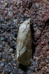 Lepidoptera