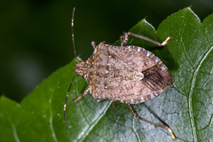 Halyomorpha halys