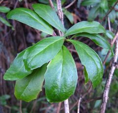 Berberis glaucocarpa