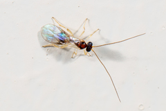 Braconidae