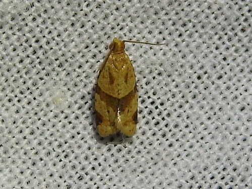 Garden Tortrix photo 5