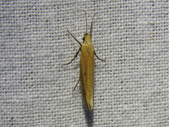 Plutellidae