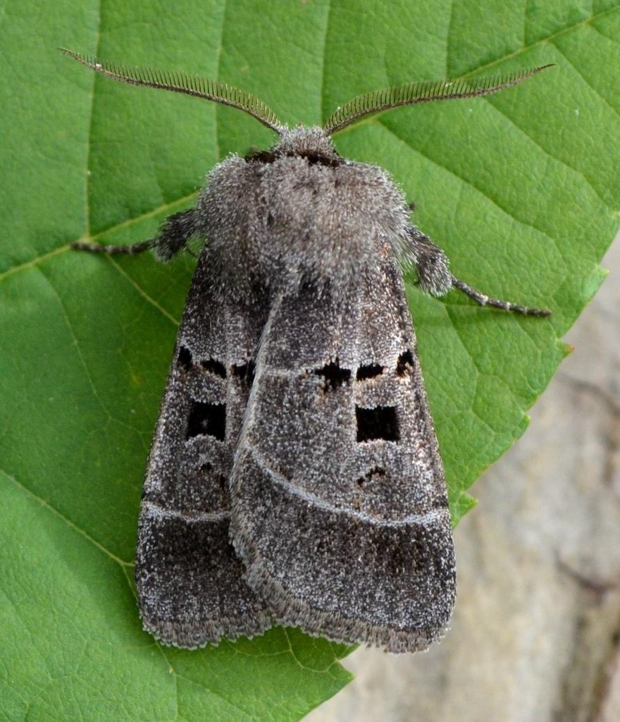 Square-spotted Dart