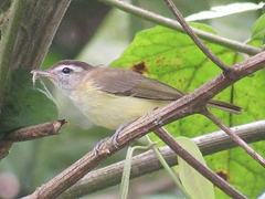 Vireo leucophrys