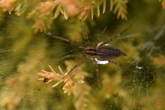 Agelenopsis