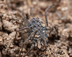 Ortholasma levipes