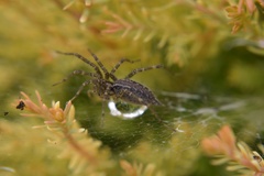 Agelenopsis