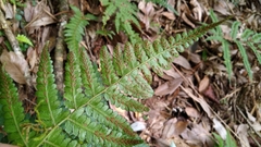 Athyrium pubicostatum