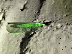 Chrysoperla pudica-group