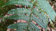 Athyrium pubicostatum