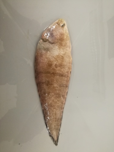 Halfspotted tonguefish (Symphurus atramentatus) — Cynoglossidae — 3