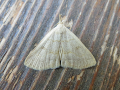 Zanclognatha protumnusalis