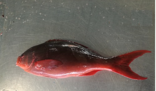 Pacific Creole Fish