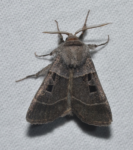Square-spotted Dart photo 3