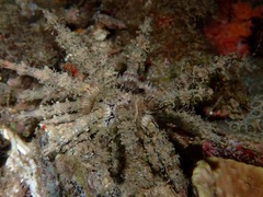 Plococidaris verticillata