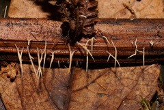Pterulicium gracile