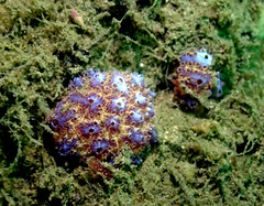 Distaplia
