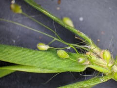 Dichanthelium columbianum