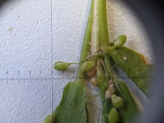 Dichanthelium columbianum