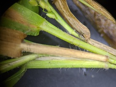 Dichanthelium columbianum