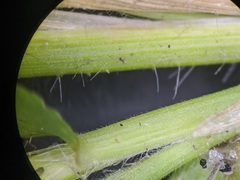 Dichanthelium columbianum