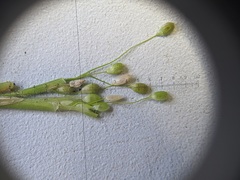 Dichanthelium columbianum