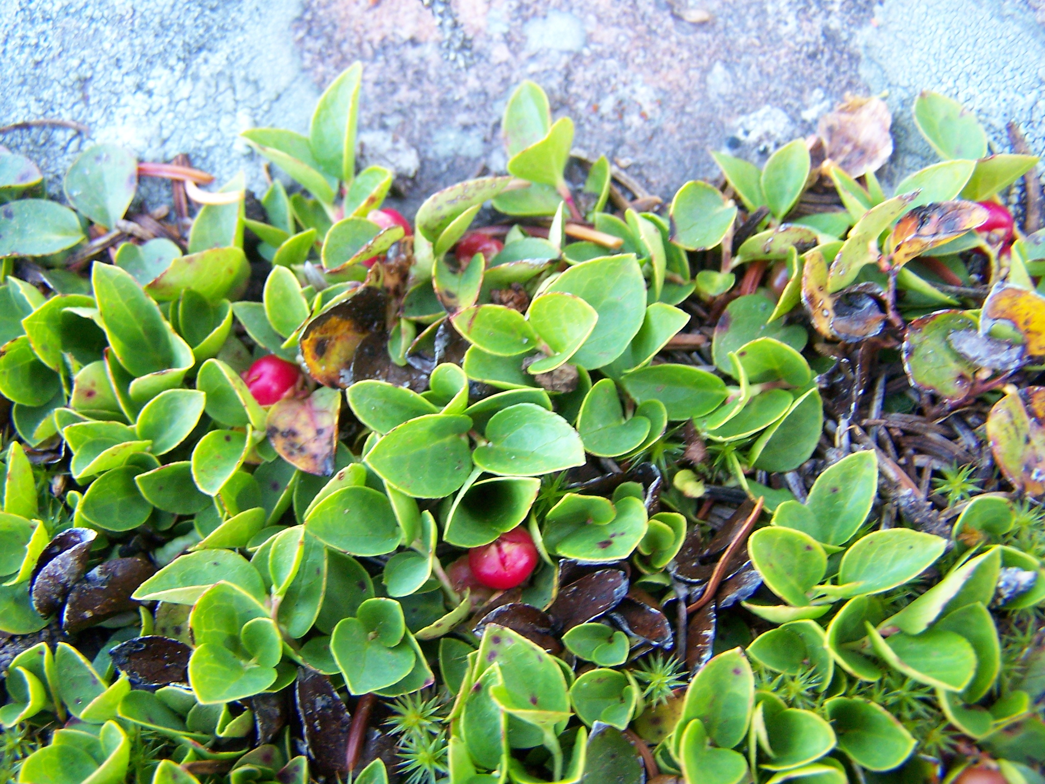 Gaultheria humifusa