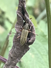 Ochraethes brevicornis