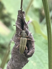 Ochraethes brevicornis