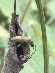 Ochraethes brevicornis