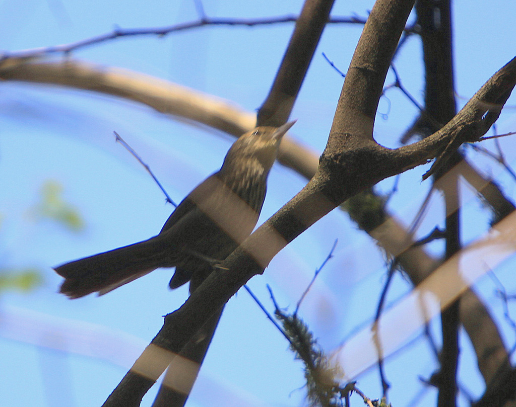 Spot-Breasted Thornbird