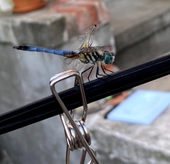 Pachydiplax longipennis