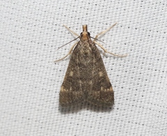 Loxostegopsis xanthocrypta