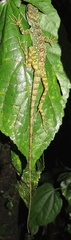 Anolis aequatorialis