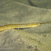 Kelp Pipefish - Photo (c) victorbach, some rights reserved (CC BY-NC), uploaded by victorbach