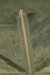 Stylatula elongata