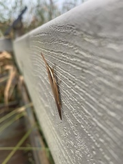 Leptysma marginicollis