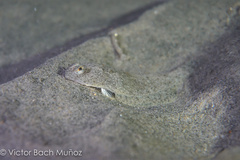 Citharichthys stigmaeus