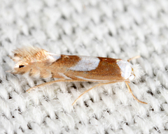Phyllonorycter fitchella