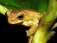Dendropsophus carnifex