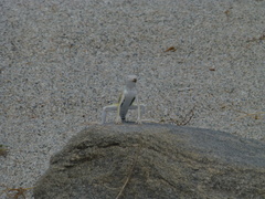 Callisaurus draconoides rhodostictus