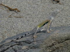 Callisaurus draconoides rhodostictus
