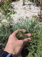 Artemisia campestris caudata