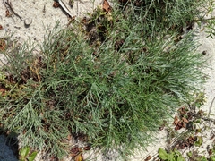 Artemisia campestris caudata