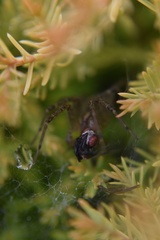 Agelenopsis