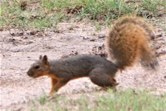 Sciurus niger