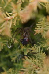 Agelenopsis